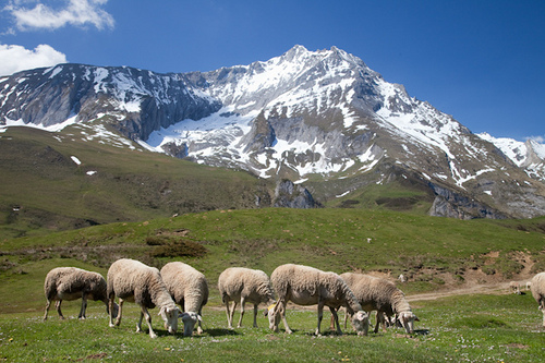 fleur des pyrenees