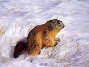 marmottes pyrnes